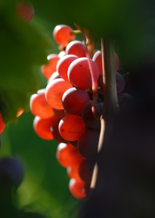 Roter Riesling ANT 1171